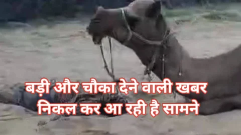 Video News – ऊंट ने ही ले ली अपने मालिक की जान