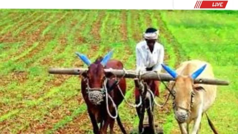 किसानों के लिए जरूरी सूचना: फसल बीमा क्लेम के लिए 72 घंटे में सूचना देना जरूरी