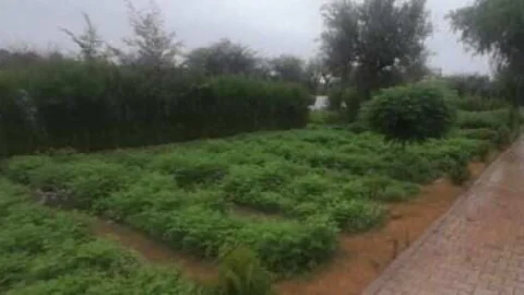 अब वन विभाग की नर्सरियों में ऑनलाईन बुक करवा सकेंगे पौधे