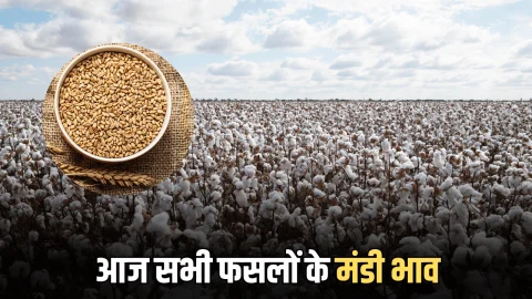 Mandi Bhav : जारी हुए ग्वार, गेहूं, धान, मूंगफली, नरमा समेत सभी फसलों के रेट, जानिए 25 अक्टूबर को किस रेट बिकी सभी फसलें