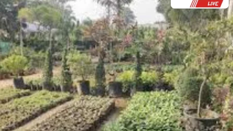 Sikar News – 21 लाख पौधों का वितरण शुरू, नर्सरियों में खास तैयारी