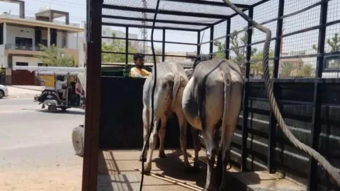 निराश्रित पशुओं को पहुंचाया गौशाला, जिला कलक्टर पुष्पा सत्यानी ने दिए समुचित देखभाल के निर्देश