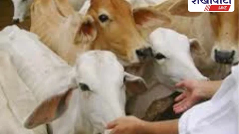 Churu News: 15 दिसंबर को गौसेवा कार्यक्रम, सभी गौशालाओं में आयोजन