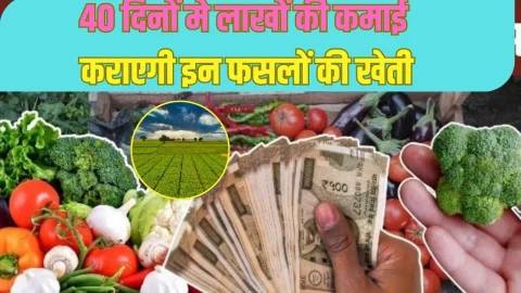 दिसंबर के महीने में अपने खेतों में लगा लें ये 5 फसल, होने लगेगी पैसों की बारिश, चार हफ्तों में तैयार हो जाती है ये फसल