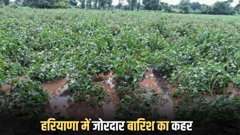 Heavy Rain Alert : हरियाणा में जोरदार बारिश का कहर, किसानों की 6 महीने की 15 मिनट में हुई पानी पानी, अभी भी इन जिलों के लिए अलर्ट जारी