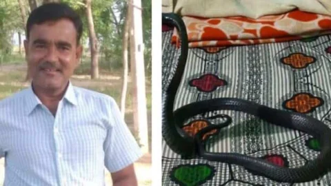 सर्पमित्र कैलाश सैनी ने 2 दिन में 19 साँपो को सुरक्षित रेस्क्यू किया