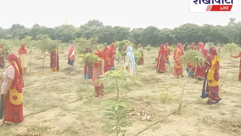 Jhunjhunu News: सारी ग्राम पंचायत में पेड़ों संग रक्षाबंधन, अनूठी मिसाल