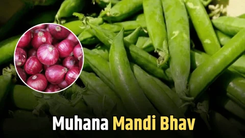 Muhana Mandi Bhav: आलू की कीमतों में फिर गिरावट, जारी हुए 6 जनवरी के मुहाना मंडी भाव