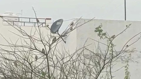 हवाओं के साथ हुई बारिश से मौसम हुआ सुहावना