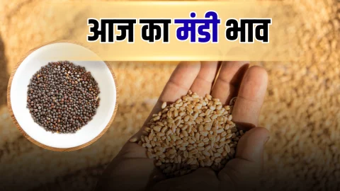 आज 25 सितंबर 2025 के ताज़ा मंडी भाव और खरीद-बिक्री की पूरी जानकारी