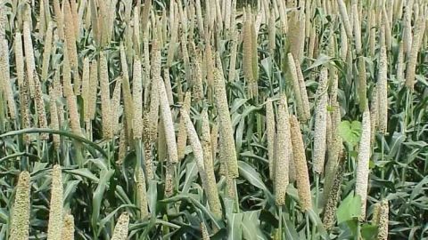 खरीफ 2024-25 में 12 हजार मृदा नमूनों की जांच का लक्ष्य