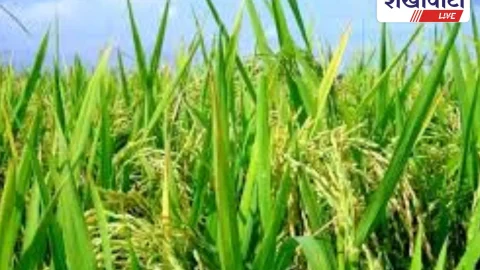 खरीफ फसल खराबे से प्रभावित किसानों को मिलेगी राहत