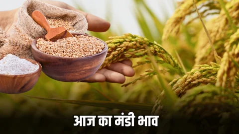 Mandi Bhav : जारी हुए ग्वार, गेहूं, धान, मूंगफली समेत सभी फसलों के भाव, जानिए 17 अक्टूबर का ताजा मंडी भाव