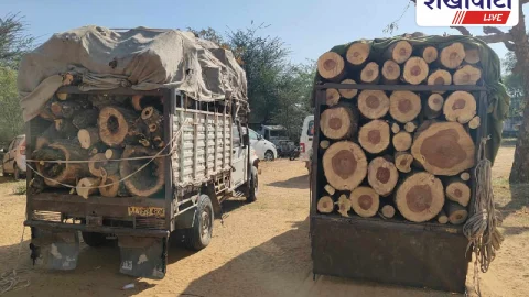झुंझुनूं में अवैध हरी लकड़ियों से भरी दो पिकअप जब्त