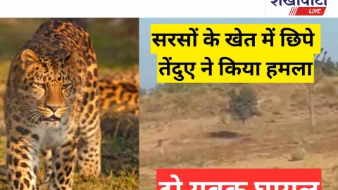 Video News: सरसों के खेत में छिपे तेंदुए ने दो युवको पर किया हमला