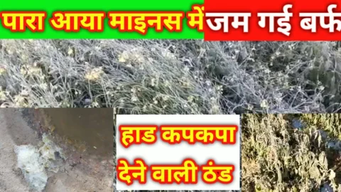 Video News – पारा आया माईनस में फसलों पर जम गई बर्फ की परत