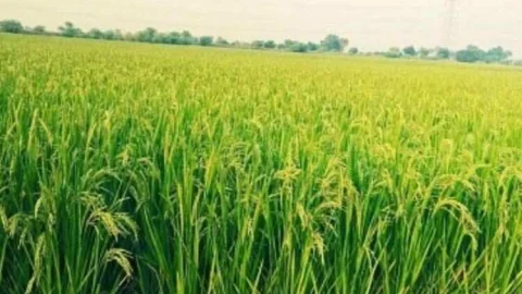 फार्मर रजिस्ट्री के शिविरों का आयोजन कल से