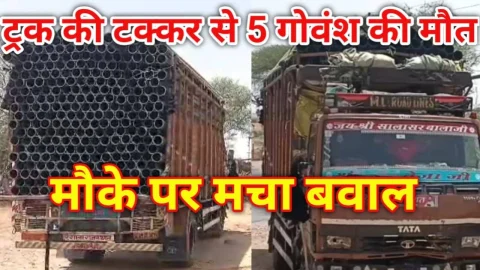 Video News – ट्रक की टक्कर से हाईवे पर पांच गोवंश की मौत