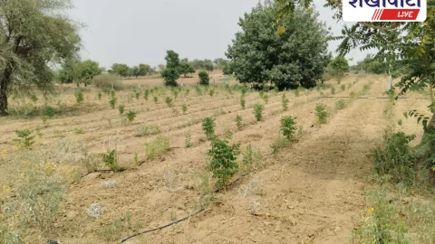 सिंहासन गांव में चारागाह बना हरियाली की मिसाल, मिला चारे का समाधान