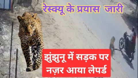 Video News – झुंझुनूं में यहाँ सड़क पर दौड़ता नजर आया लेपर्ड