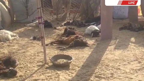 Churu News -आवारा कुत्तों का मवेशियों पर हमला, 10 की मौत