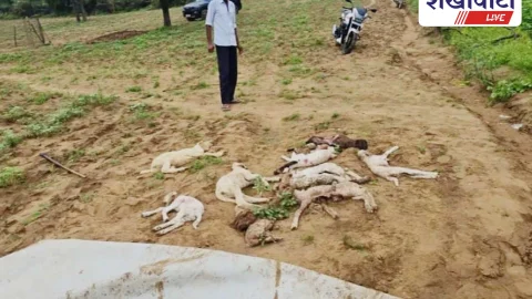 गुढ़ा गौड़जी में शिकारी हमले से 26 भेड़ों की मौत, दहशत