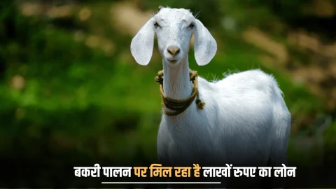 Bakri palan business loan:: बकरी पालन के लिए सरकार दे रही है लाखों रुपए का लोन, बेहद कम ब्याज मिल रहे लाभ का जल्द उठायें फायदा
