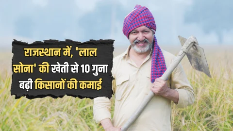 राजस्थान के इस इलाके की धरती उगल रही है पैसा ही पैसा, ‘लाल सोना’ से 10 गुना बढ़ी किसानों की कमाई