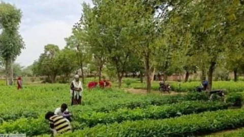 जिले की पौधशालाओं में किया जाएगा पौधों का वितरण