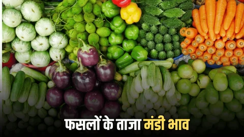 Mandi Bhav: टमाटर गिरा हरी मिर्ची हुई महंगी, जानें आज सभी फसलों के ताजा मंडी भाव