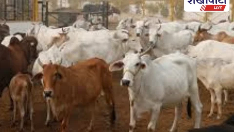 Churu News: गौशालाओं की सहायता हेतु ऑनलाइन आवेदन 22 अगस्त तक