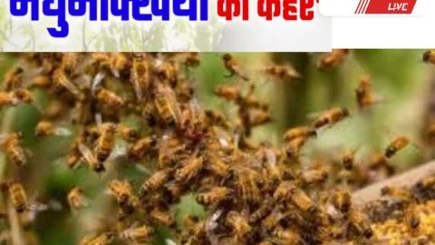 churu News – मधुमक्खियों का हमला, 16 बच्चे और 2 महिलाएं घायल