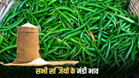 Mandi Bhav : हरी मिर्ची व नींबू हो रहा सस्ता! टमाटर के फिर बढ़ें दाम, जानें आज सभी सब्जियों के मंडी भाव