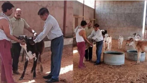 गली मौहल्लों में घूमने वाले आवारा पशुओं के लिए चारा, पानी व छाया की व्यवस्था करने में आगे आये आमजन