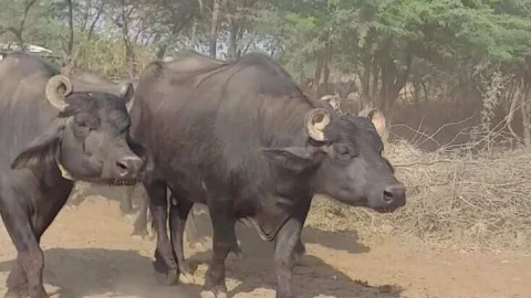 कामधेनु पशुधन बीमा योजना में अब भैंस भी शामिल