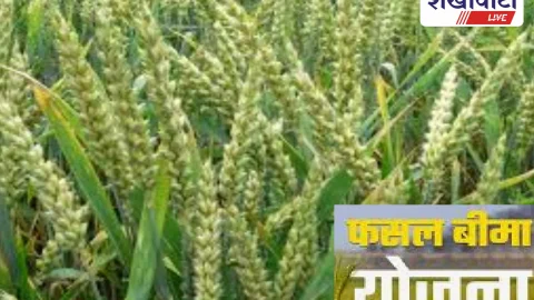 रबी फसलों के बीमा की अंतिम तिथि 31 दिसंबर, किसान जल्द करें आवेदन