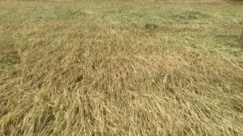 किसान महासभा का ओलावृष्टि प्रभावित क्षेत्रों का दौरा