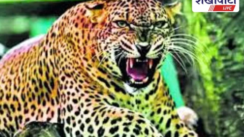 सरदारशहर के खेतों में पैंथर की दहशत, पदचिन्ह मिले