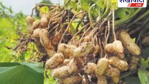 मूंग-मूंगफली खरीद 24 नवंबर से शुरू, पंजीकरण जारी