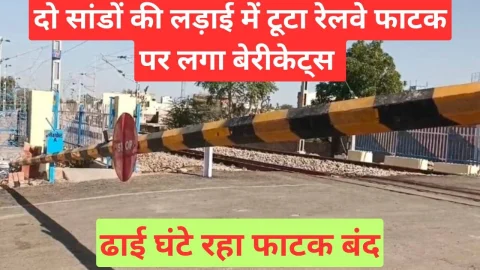 Video News – दो सांडों की लड़ाई में रेलवे फाटक पर लगा बेरिकेट्स टूटा