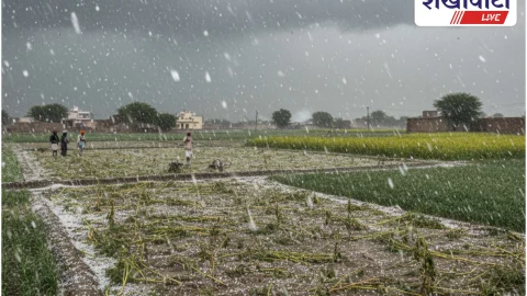 Churu News: ओलावृष्टि से प्रभावित किसानों के डाटा अपलोड के आदेश