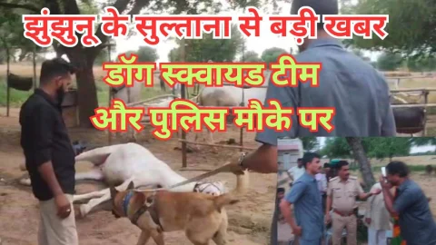 Video News – झुंझुनू के सुलताना से मिल रही बड़ी खबर, पुलिस और डॉग स्क्वाड टीम पहुंची मोके पर