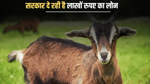 Bakri Palan Loan Yojana : बकरी पालन के लिए सरकार दे रही है लाखों रुपए का लोन, बेहद कम लगेगा ब्याज पर मिलेगा मोटा पैसा