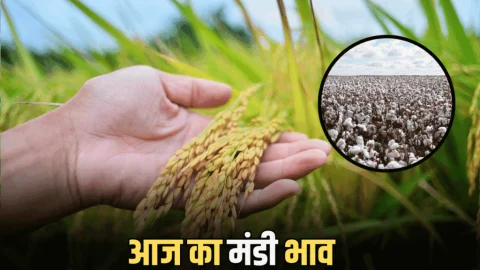 Mandi Bhav Today: जानिए आज किस रेट बिका है ग्वार, गेहूं, धान, मूंगफली, नरमा, जारी हुए 17 नवंबर के ताजा मंडी भाव