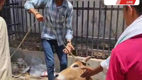 राजलदेसर में खुले नालों से घायल हो रहे बेसहारा गोवंश