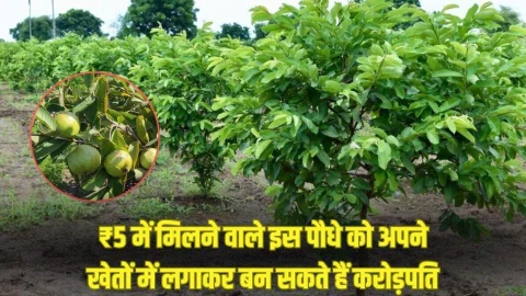 ₹5 का ये छोटा सा पौधा बना देगा मालामाल, इसे अपने खेतों में लगाकर बन सकते है करोड़पति, जानें कैसे