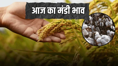 राजस्थान में आज किस रेट बिकी फसलें, देखें गेहूं, ग्वार, मूंगफली समेत सभी अनाज का ताजा भाव