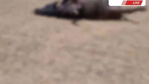 11 के.वी विद्युत का तार टूटने से तीन गाय दो भैंस की मौके पर मौत