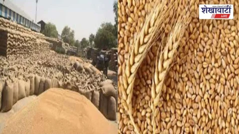 गेहूँ खरीद 2026: किसान 1 फरवरी से करें ऑनलाइन रजिस्ट्रेशन