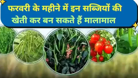 ताजा खबर : Vegetable farming : फरवरी के महीने में करें इन पांच सब्जियों की खेती, चमक जाएगी किस्मत, खूब होगी कमाई